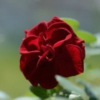 "роза красная цвела гордо и неторопливо" :: Анатолий ...