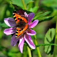 Бабочка на цветке :: Елена Laskova