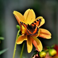 Бабочка на цветке 2 :: Елена Laskova