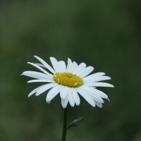 Белый цветок :: Татьяна_Ш 