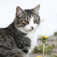 Кот,который гулял сам по себе... :: Ирина Рябкова