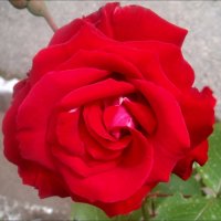 Красная роза :: Нина Корешкова