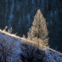 Портреты друзей. Невеста :: Алексей (АСкет) Степанов