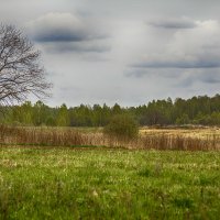 С деревом :: Александр 