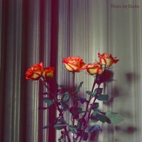 Roses :: Lady Etoile