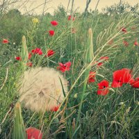 dandelion among poppies :: Елена Романова