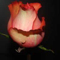 Бутон розы :: Агриппина 
