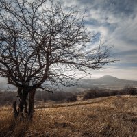 Весна ... не за горами :: Владимир КРИВЕНКО