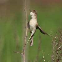 Пернатая фотомодель :: Тимофей Черепанов