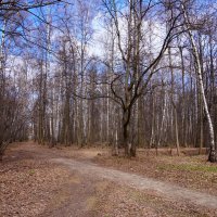 Терлецкий парк :: Вячеслав Киселев