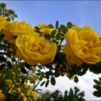 Желтая роза :: Татьяна Пальчикова