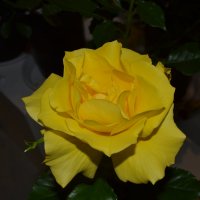 Жёлтая роза. :: zoja 