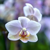 Орхидеи :: Сергей Сёмин