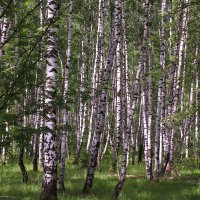 У нас в каждой песне березка :: Татьяна Ломтева