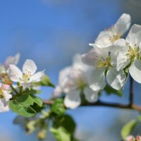 Яблони в цвету :: Juliya Fokina
