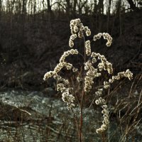 Прошлогодние цветы :: Денис Масленников