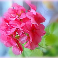 Цветок герани. :: Любовь Чунарёва