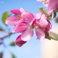 Российский ответ японской сакуре :: Мария Иванова