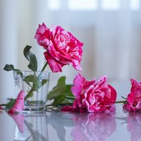 розы :: Slava Hamamoto