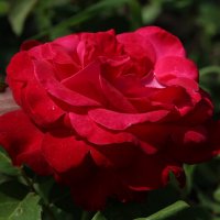 Розы цвет :: leoligra 