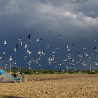 Чайки над полем :: Денис Матвеев