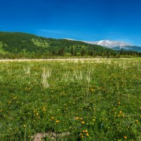 Alpine meadows :: Sergey Oslopov 