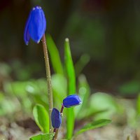 Проліски :: Olesya Glaros