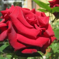 Красная роза :: Ольга Теткина
