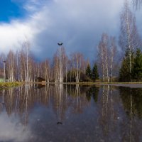 Лужа. :: Алексей Сараев