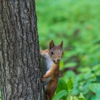 Сейчас вернусь :: Иван Щербина