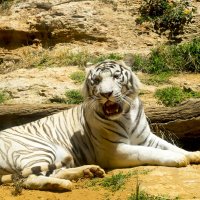 Белый тигр :: Александр Деревяшкин