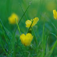 Желтые цветочки :: dasik tarasova