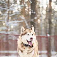 Siberian Husky :: Ekaterina Kuznecova