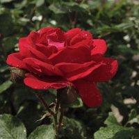 "Как хороши, как свежи были розы в моём саду!" :: Людмила Ларина