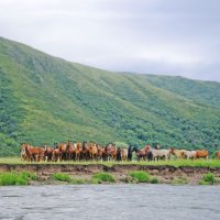 Алтайские красавцы :: Марина Бойко