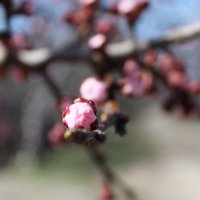 цветение абрикосы :: Ксения Персиянова