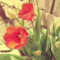 тюльпаны :: Ксения Персиянова