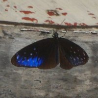 бабочка :: Наталья Елизарова