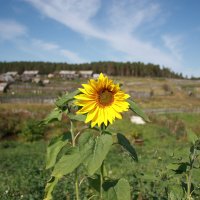 Подсолнух :: Светлана Телегина