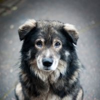 Бездомный пёс :: Наталия Молдованова