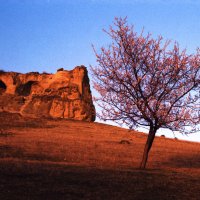 Apricot tree (35mm) :: Александр Коновалов