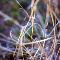 Red accent (35mm) :: Александр Коновалов