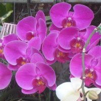 Орхидея :: Наталья Елизарова
