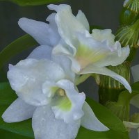 орхидея :: Елена Громова