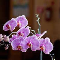 мои орхидеи... :: Виктория Колпакова