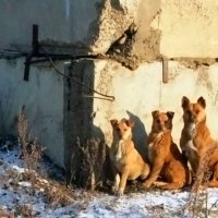 Собачья семья :: Андрей Розов