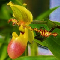 Орхидея :: Елена Громова
