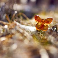Весенняя бабочка :: Инна Инна