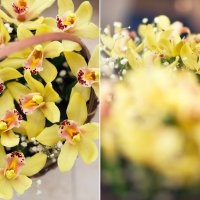 орхидеи :: Инна Инна