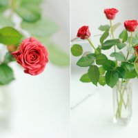 розы :: Инна Инна